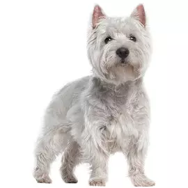 Тузик Комбинезон Вест хайленд уайт терьер спортивный теплый кобель (1 шт)