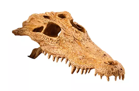 Укрытие декорация для террариума Exo Terra Череп крокодила (1 шт)