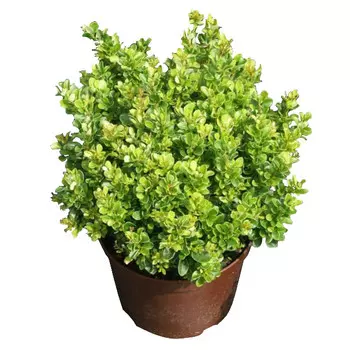 барбарис кобольт с2/с3 10-20см