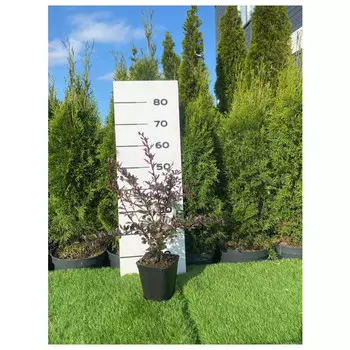 барбарис ред чиф с2/с3 40-60см