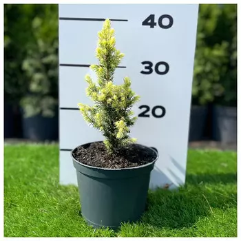 ель рэйнбоуз энд с2/с3 20-40см