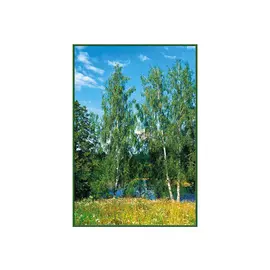 фотообои 134х196см Березки #10, арт.134b