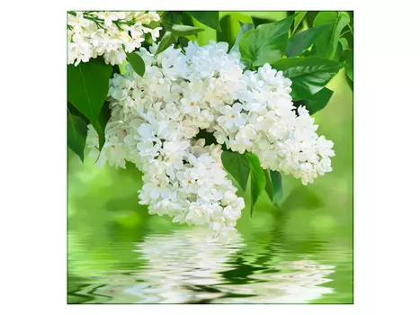 фотообои 196х201см Белая сирень, арт.250