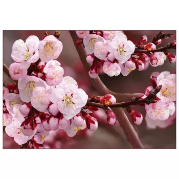 фотообои 294х201см Вишневый цвет, арт.241