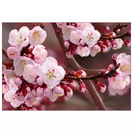 фотообои 294х201см Вишневый цвет, арт.241