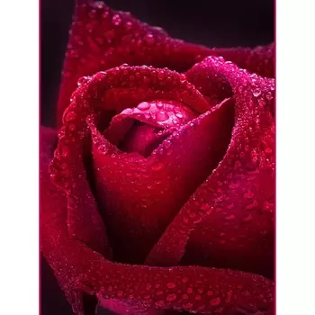 фотообои 98х134см Бархатная роза, арт. 126бр