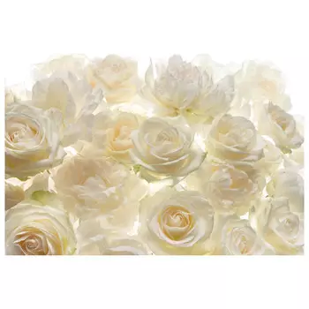 фотообои Komar Белые цветы XXL4-007, 368х248 см