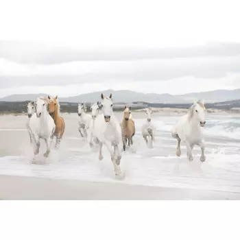 фотообои KOMAR бумажные 368х254см White Horses, арт.8-986