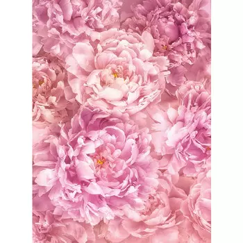 фотообои KOMAR флизелиновые 184х248см Soave, арт.XXL2-009