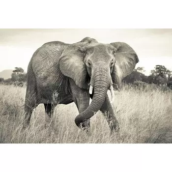 фотообои KOMAR флизелиновые 368х248см Elephant, арт.XXL4-529