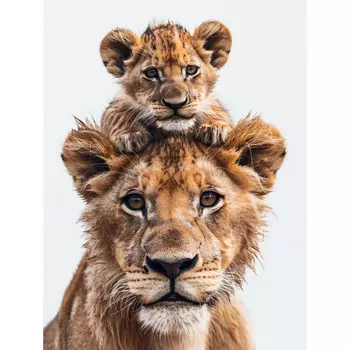 картина на холсте Львиное сердце 400х500мм