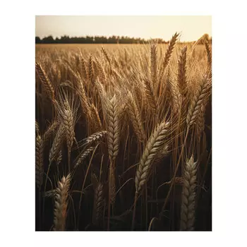 картина на холсте Пшеница 2 400х500мм