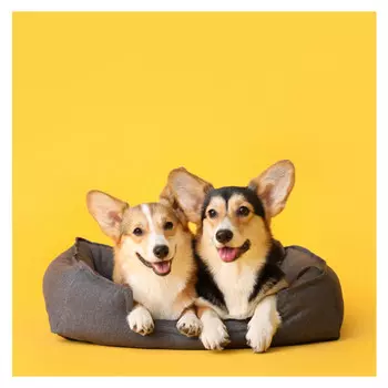 картина на стекле КОРГИ 300х300мм