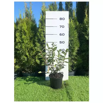 кизильник блестящий с2/с3 40-60см