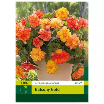 клубень Бегония Бэлкони Голд махровая ПЕТРОФЛОРА 6/7 1шт