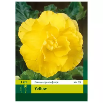 клубень Бегония Еллоу махровая ПЕТРОФЛОРА 6/7 1шт