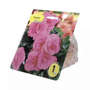 клубень Бегония Пинк 3/4 1шт