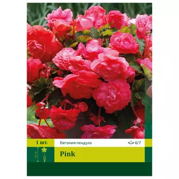 клубень Бегония Пинк ампельная ПЕТРОФЛОРА 6/7 1шт