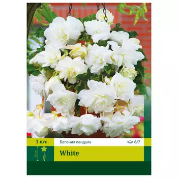 клубень Бегония Вайт ампельная ПЕТРОФЛОРА 6/7 1шт