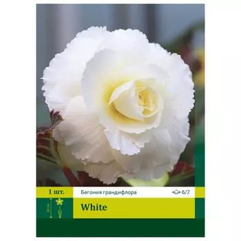 клубень Бегония Вайт махровая ПЕТРОФЛОРА 6/7 1шт