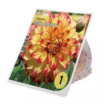 клубень Георгина Леди Дарлин 1шт