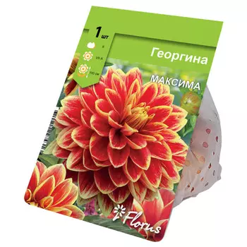 клубень Георгина Максима 1шт