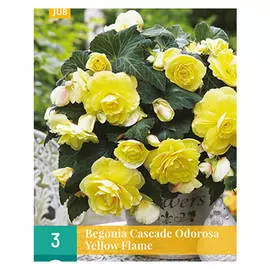 клубни Бегония Еллоу Флэйм 3шт 5/6