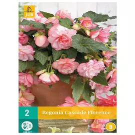 клубни Бегония Флоранс каскад 2шт 5/6