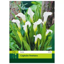 клубни Калла Кэптэн Вентура 1шт 14/18