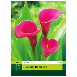 клубни Калла Кэптен Романс 1шт 14/18