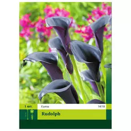 клубни Калла Рудольф 1шт 14/18