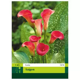 клубни Калла Сайгон 1шт 14/18