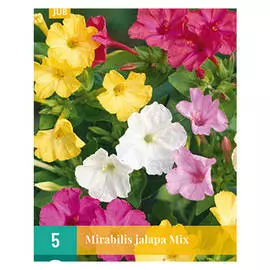 клубни Мирабилис джалапа 5шт I