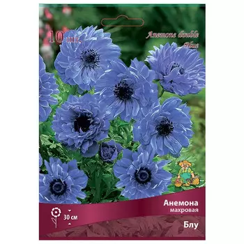 клубни растений Анемона махровая Блу ПОИСК 10шт