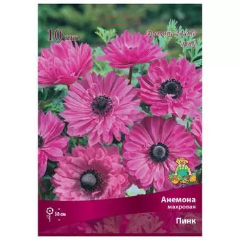 клубни растений Анемона махровая Пинк ПОИСК 10шт