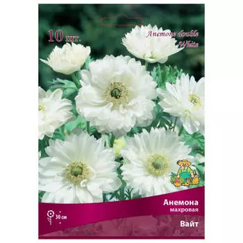 клубни растений Анемона махровая Вайт ПОИСК 10шт