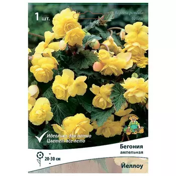 клубни растений Бегония ампельная Йеллоу ПОИСК 1шт