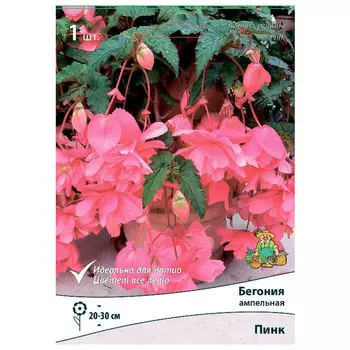 клубни растений Бегония ампельная Пинк ПОИСК 1шт