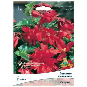 клубни растений Бегония ампельная Скарлет ПОИСК 1шт