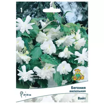 клубни растений Бегония ампельная Вайт ПОИСК 1шт