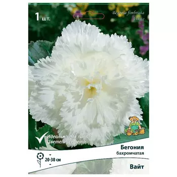 клубни растений Бегония бахромчатая Вайт ПОИСК 1шт
