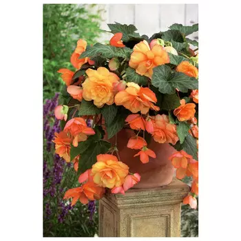 клубни растений Бегония Каскад Санрей ПОИСК 1шт