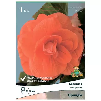 клубни растений Бегония махровая Ориндж ПОИСК 1шт