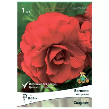 клубни растений Бегония махровая Скарлет ПОИСК 1шт