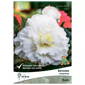 клубни растений Бегония махровая Вайт ПОИСК 1шт