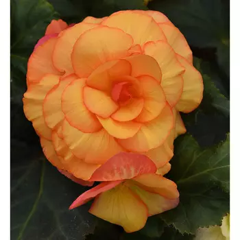 клубни растений Бегония Вумми Маскарад ПОИСК 1шт