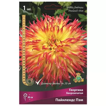 клубни растений Георгина бахромчатая Пайнлендс Пэм ПОИСК 1шт