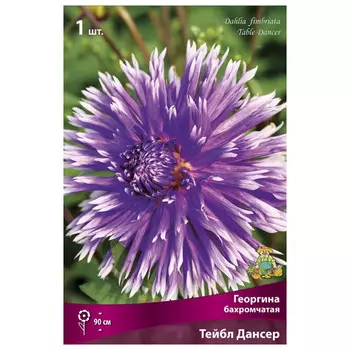 клубни растений Георгина бахромчатая Тейбл Дансер ПОИСК 1шт