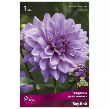 клубни растений Георгина декоративная Блу Бой ПОИСК 1шт