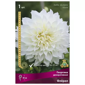 клубни растений Георгина декоративная Флёрел ПОИСК 1шт